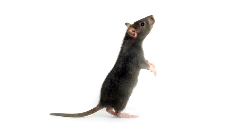 rat