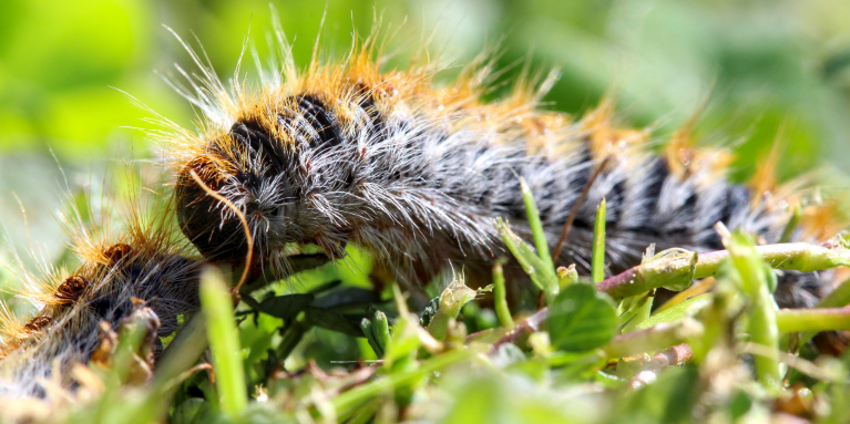 chenille processionnaire